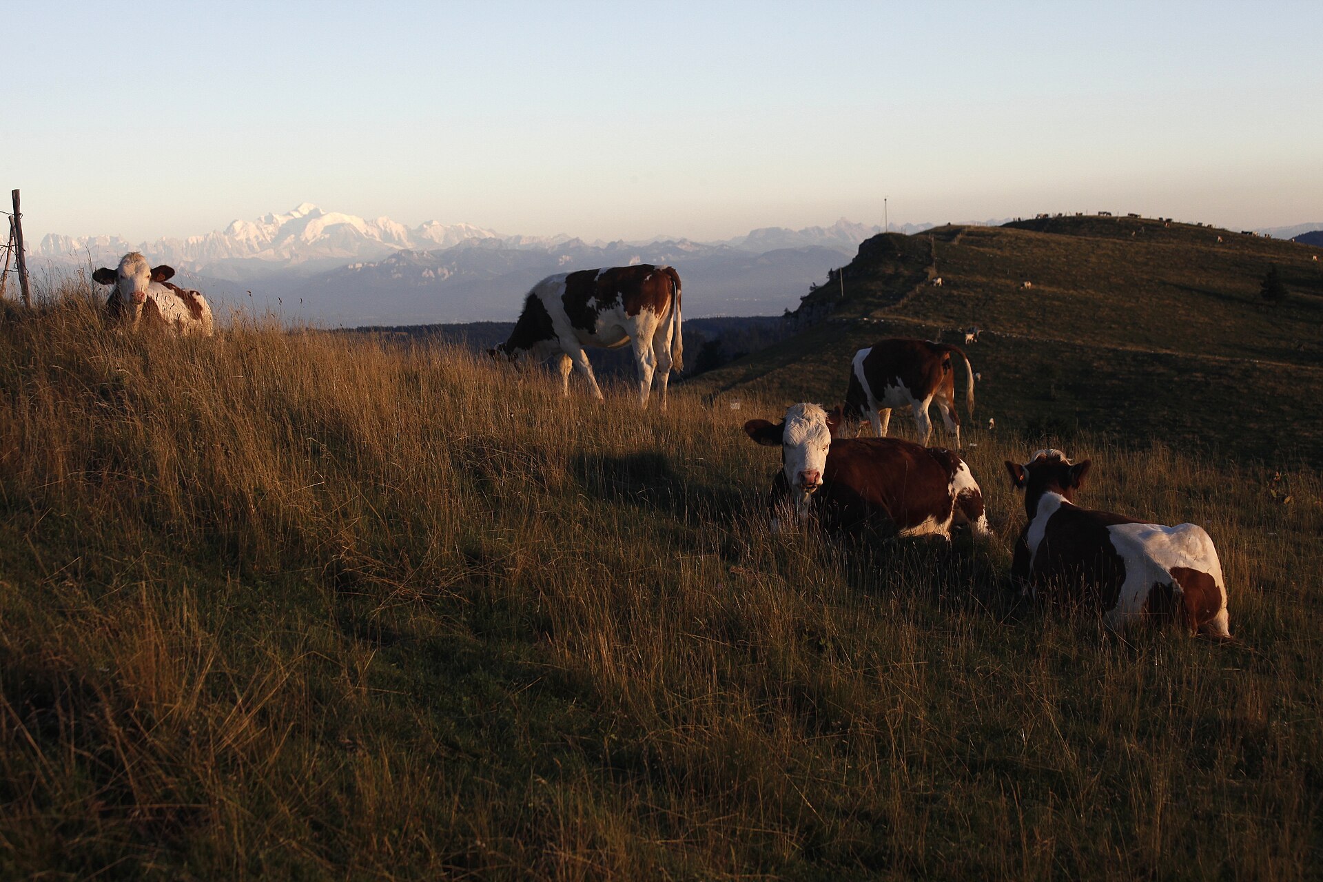 Troupeau de vaches montbéliardes au pâturage face aux sommets alpins, dans le Pays de Gex